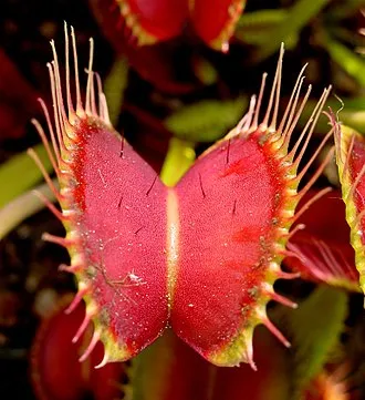 3" Venus Flytrap in Dome