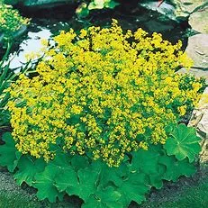 Alchemilla Gal