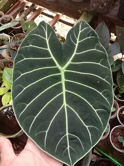 Alocasia Watsonia White 17cm