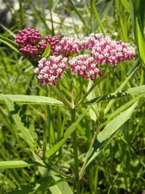 Asclepias incarnata 1g