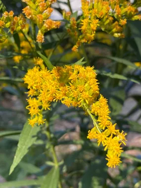 Goldenrod – bundle of 5 bareroot plants